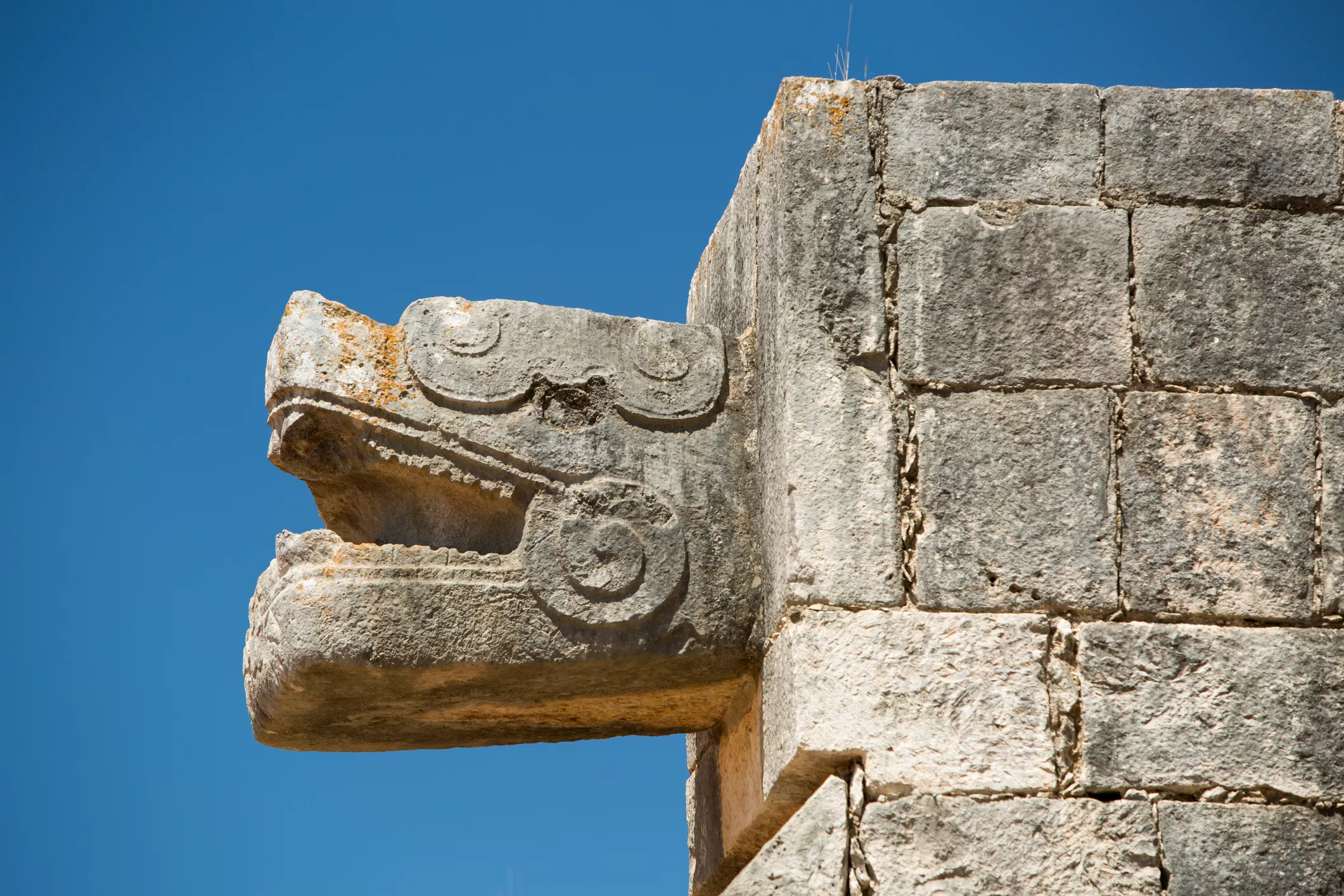 Cap de serp esculpit en una paret de Tenochtitlán