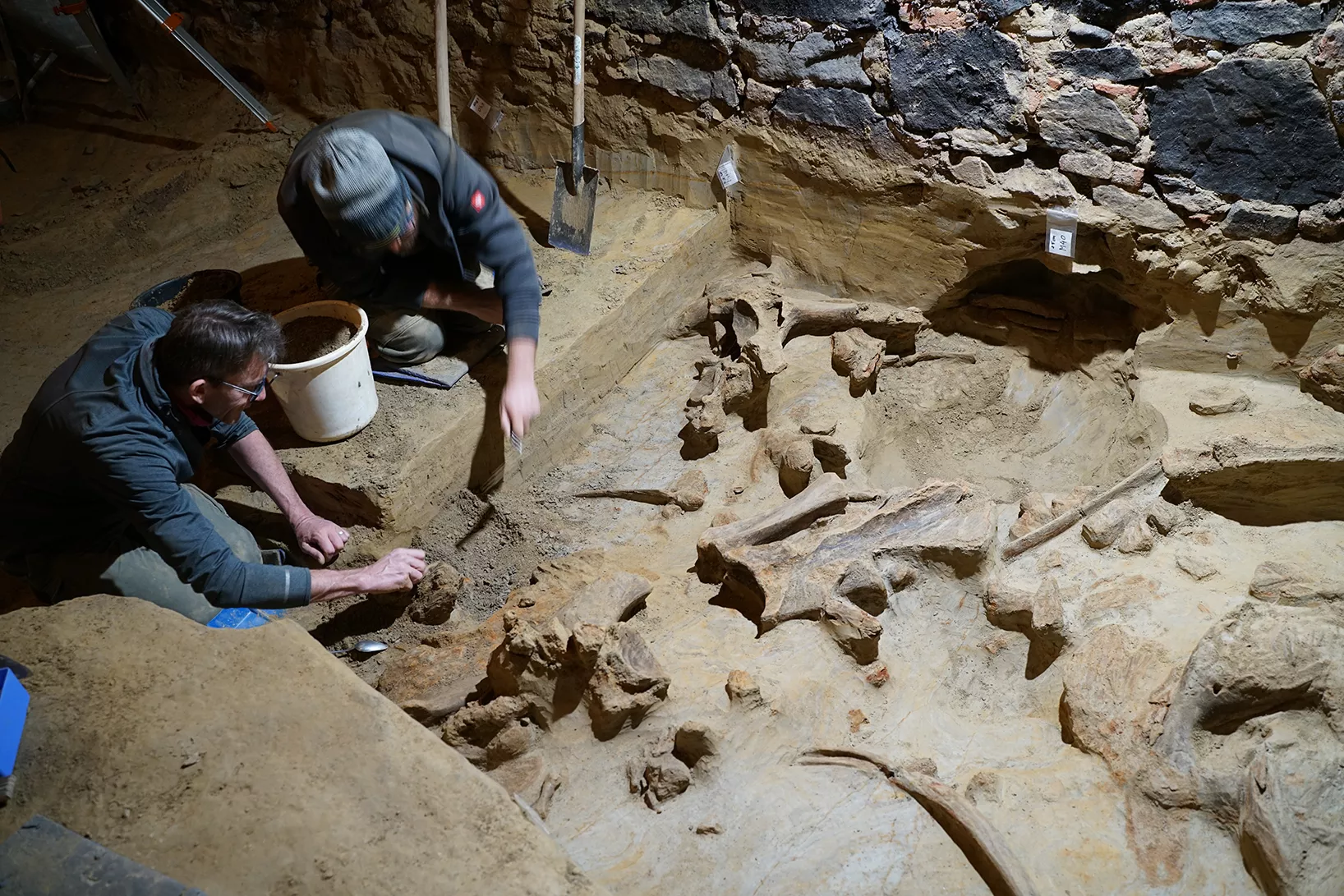 Les restes òssies de tres mamuts localitzades a Àustria