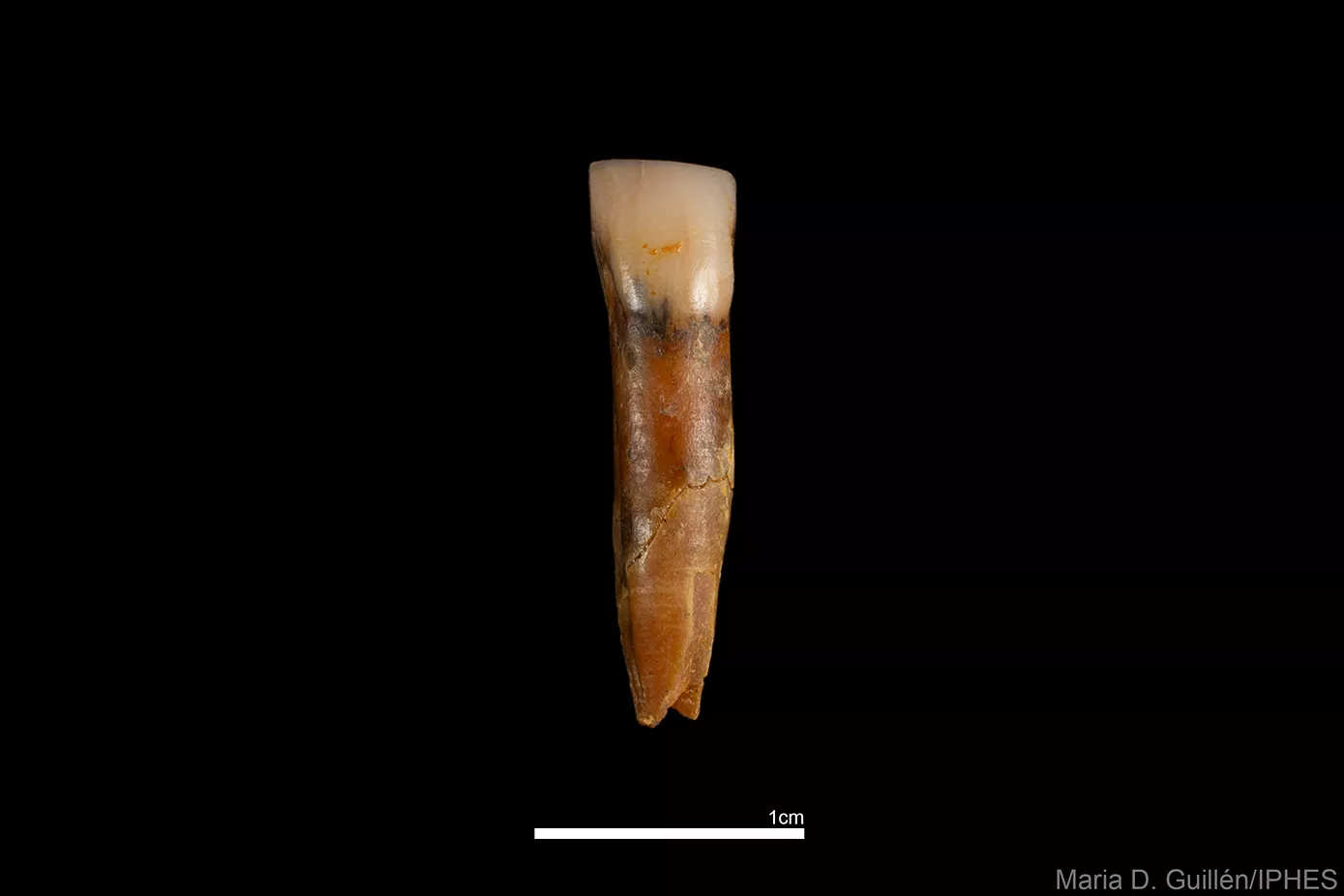 Incisiu d''Homo antecessor' recuperat durant la campanya de 2024 a la unitat TD6 de la Gran Dolina