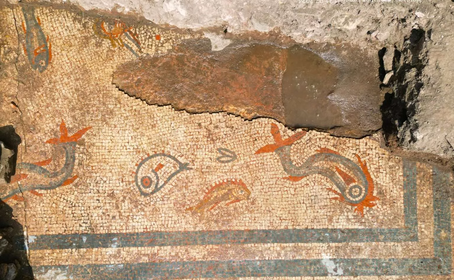 El mosaic amb representacions de dofins i peixos localitzat a la ciutat romana de Viroconium