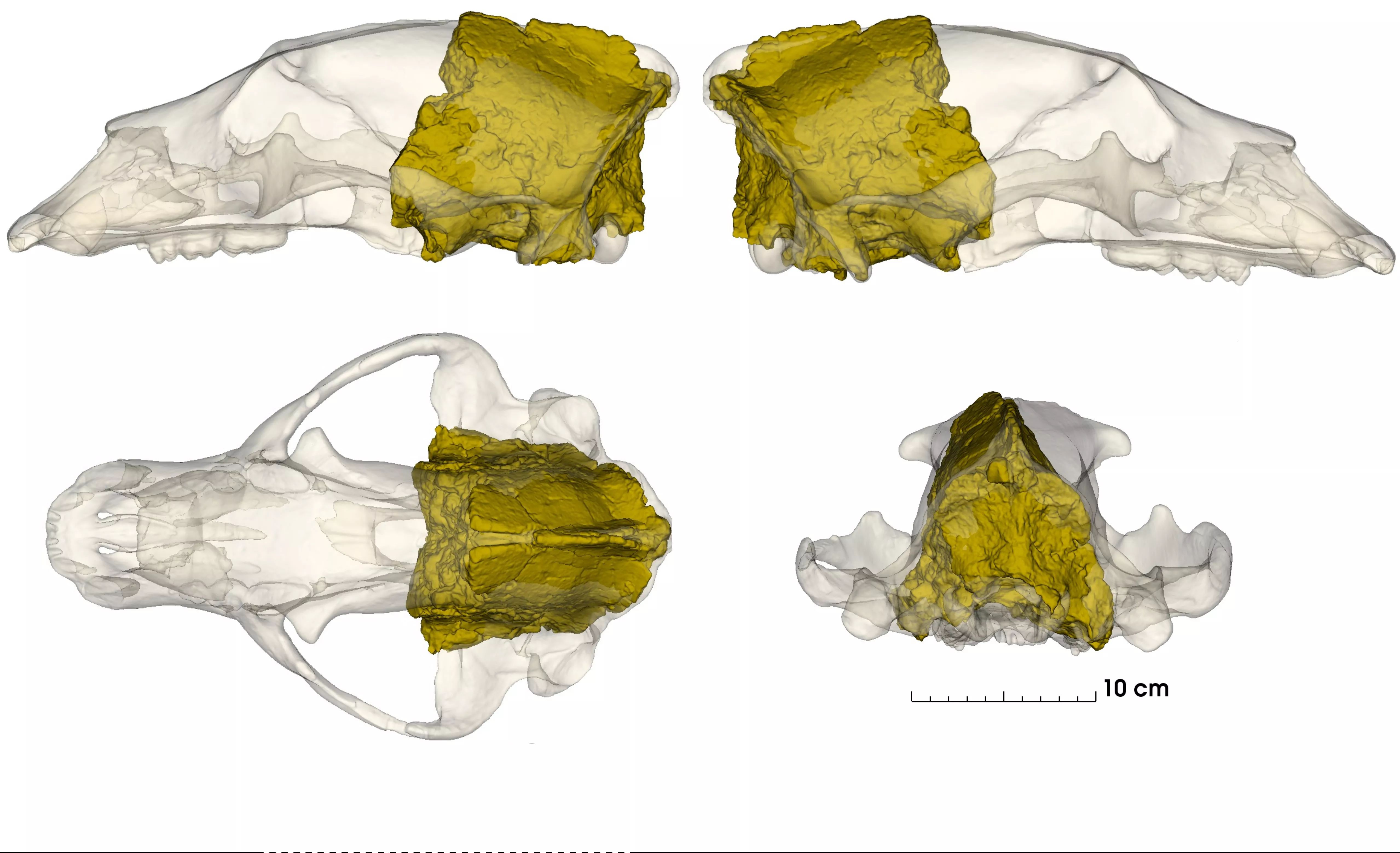 Reconstrucció del crani d''Ursus deningeri' recuperat al jaciment del Barranc de la Boella