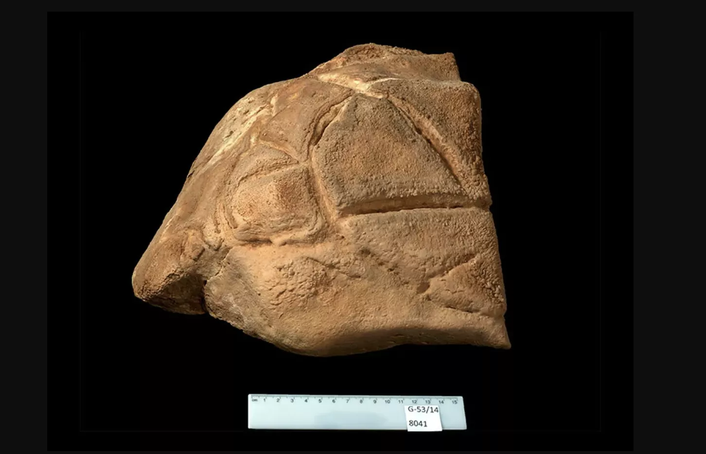  La roca està gravada seguint el patró de la closca d'una tortuga i mesura menys de trenta centímetres d'amplada