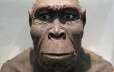 Homo rudolfensis