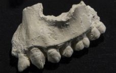 Mandíbula de l''Australopithecus deyiremeda'